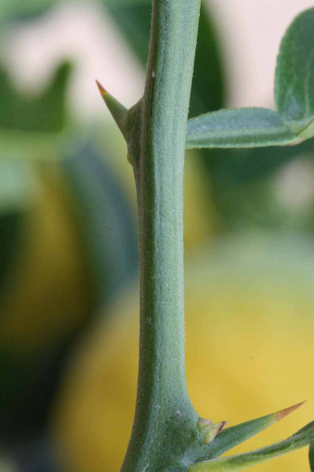              First year twig (Riverside, CA)       